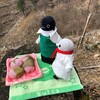 三匹で奥千本の桜を独り占めだ！(吉野お花見の旅その4)(185)