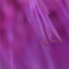 草藤、瑠璃小灰蝶、額紫陽花、七段花、西洋大丸花蜂、石勺柏、吊花、玉蜀黍、柊