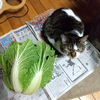 ひな祭り、すくすく成長しました😸