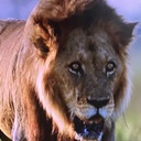 aokage-club’s blog