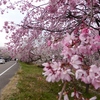 木曽川堤の桜並木