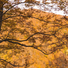 今年の紅葉は今一つ：有峰