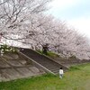 三重県四日市市　海蔵川堤の桜