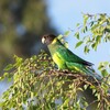 マキエゴシキインコ(Australian Ringneck 28)