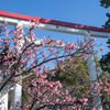 鎌倉宮の桜と盛良親王