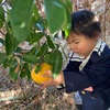 年中・年少　はっさく🍊いただきました😋