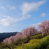 朝一番の「花いちばん」