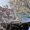 6-351   能満寺に春探しに行ってしました！！