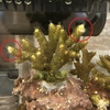 ハイマツミドリイシの先端白化！？
