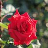 お花を選んであなたを守る大天使とつながろう！（パート1）
