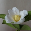 花のほほえみ
