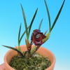 Maxillaria juergensii