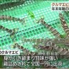 クルマエビの出荷　最盛期