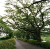 ６月になって紫陽花が咲き出して