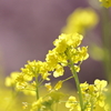 東大山の菜の花