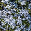 我が袖に霰た走る･･･巻第10-2312～2313