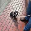 まろにー3919日目：東大病院受診