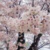  今日の桜