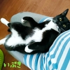 いとこの子猫たち 人馴れ修行頑張ってます【11/17譲渡会参加予定】