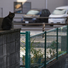 地元住宅街のねこさん