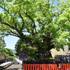 上賀茂社家町のクスノキと末社・藤木社