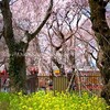 平野神社