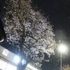 市井の桜を見上げることこそが春