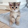 可愛いネコちゃんシリーズー3・・・