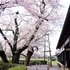 桜の季節に 旧吉田家住宅歴史公園 を お写ん歩！