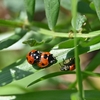 🐞荒川河川敷で昆虫撮影しました😊