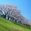 雨にも負けず、風にも負けず、桜。