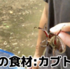 カブトムシって本当にまずいの？実際に食べて検証してみた！