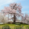 円山公園の春。2018年の枝垂桜、満開。