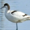 くちばし反った珍鳥が公園に飛来　鳥取・米子、群れからはぐれたか