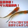 完全保存版！メダカ用語辞典！メダカに関する用語全部まとめました！