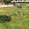 広いぞ!広島市安佐動物公園！