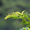 タマムシ　繁殖期です。