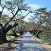 台風後の背割堤の紅葉を観賞。