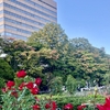 季節の移ろい、バラに紅葉