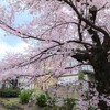 桜吹雪　お花見　2022　－7