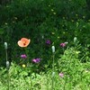 寿命があと一年だったら（1）