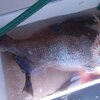 小森のノッコミ真鯛はヤル気マンマン!