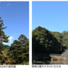 万葉集の世界に飛び込もう（その３２９７）―万葉一日一葉　「植物で見る万葉の世界」（國學院大學「万葉の花の会」発行）より」―おみのき［モミ］