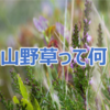 不思議で曖昧な植物の分類『山野草』とは？について調べてみた