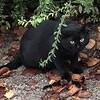 猫は、砂漠からやってきた(＊´д｀)??