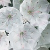 カルミアの花
