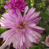 【植物の花の写真】アスター（ビクトリア）；　キク科  Aster amellus；　Asteraceae  2018年9月23日（日）鹿児島市