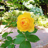 お天気の良い日は散歩して美しい薔薇とストロベリーパフェで癒される＜おいしい札幌＞