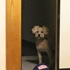 犬　糖尿病　検査日　様子がおかしい