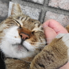 5月前半の #ねこ #cat #猫 その3